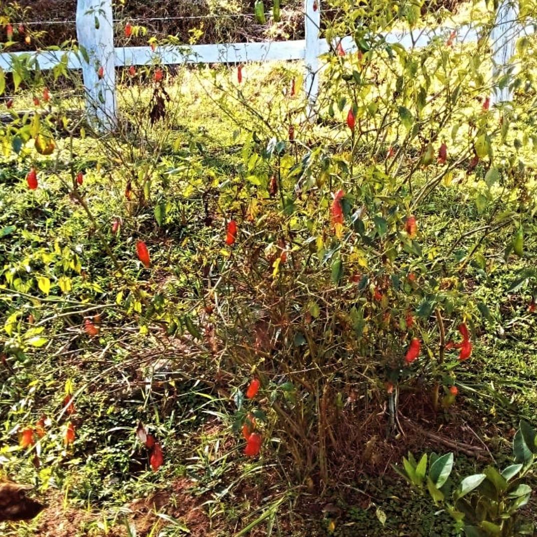 Estalagem Sitio Colibri Vila Cunha Exterior foto